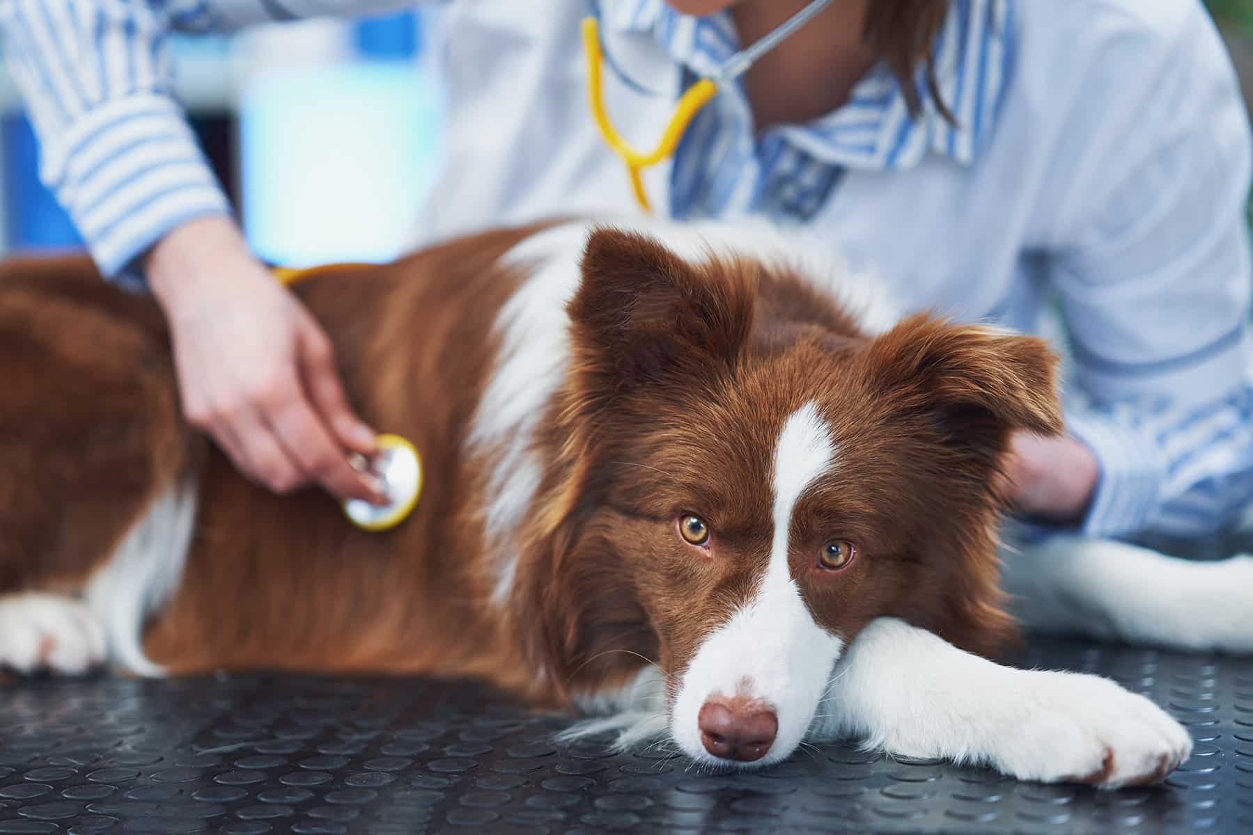 Wellness pet exam in Meridianville, AL