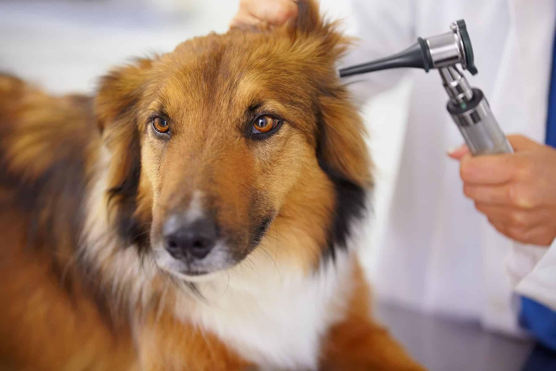 Dog vet care in Meridianville, AL