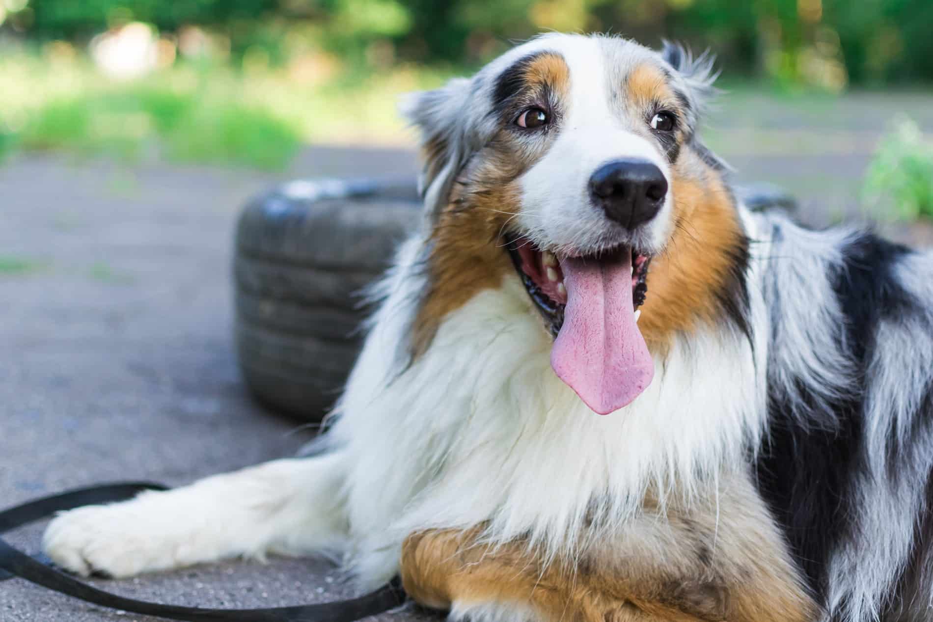 Wellness1_1900x1267-min dental care for pets from Magnolia Animal Hospital in Meridianville AL