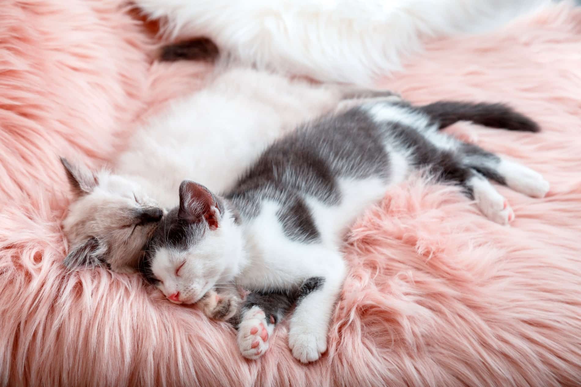 happy kittens after their dental care for pets from Magnolia Animal Hospital in Meridianville AL