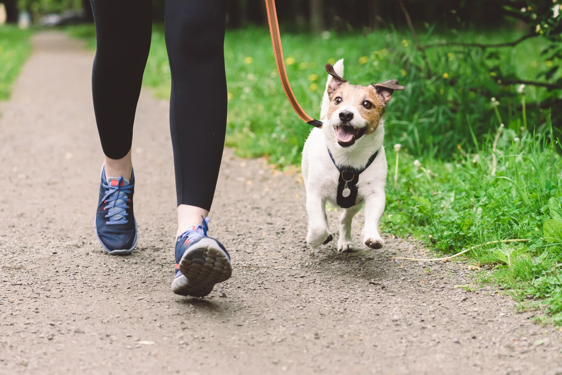 emergency vet care for pets from Magnolia Animal Hospital in Meridianville AL
