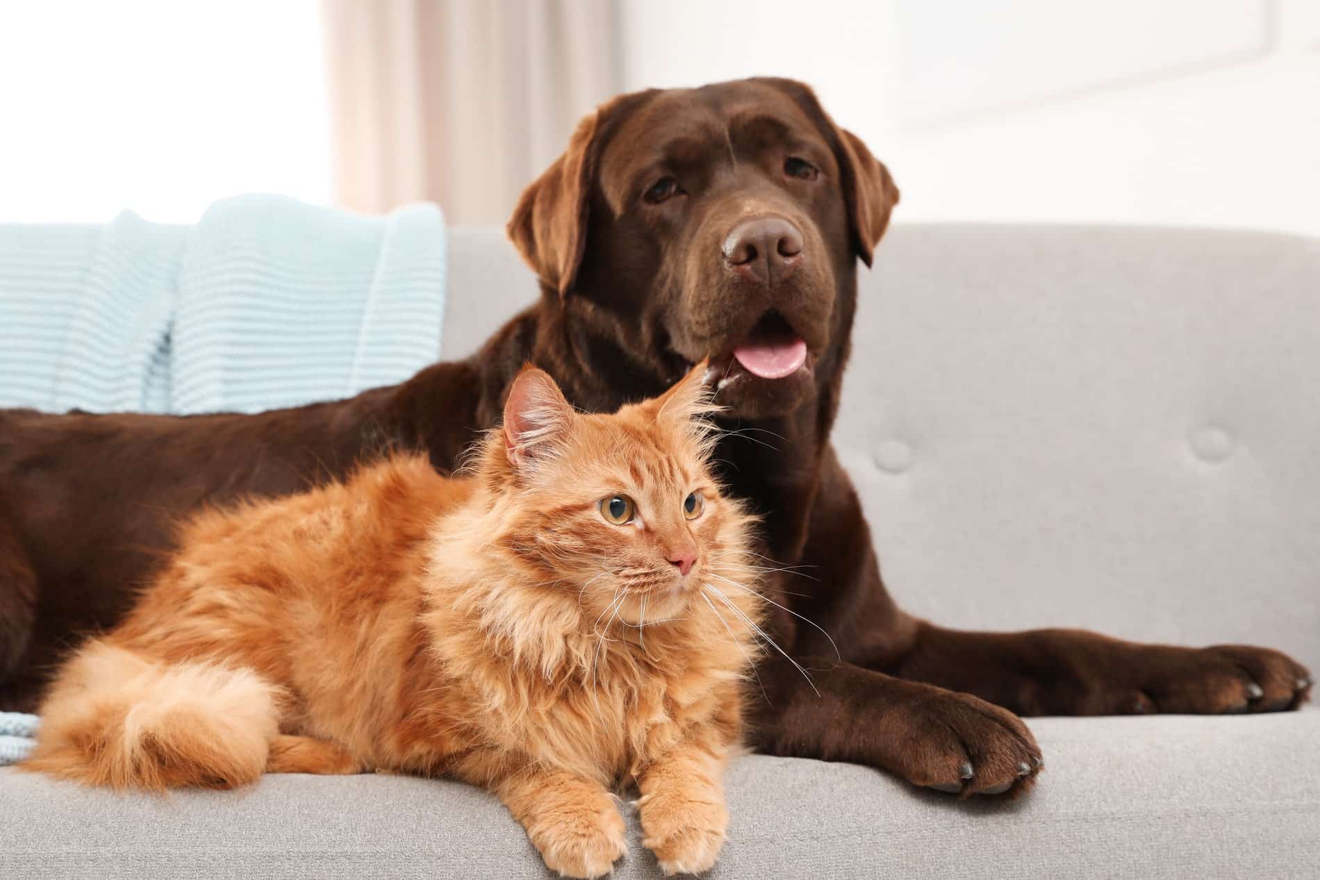 pets resting after their emergency vet care from Magnolia Animal Hospital in Meridianville AL