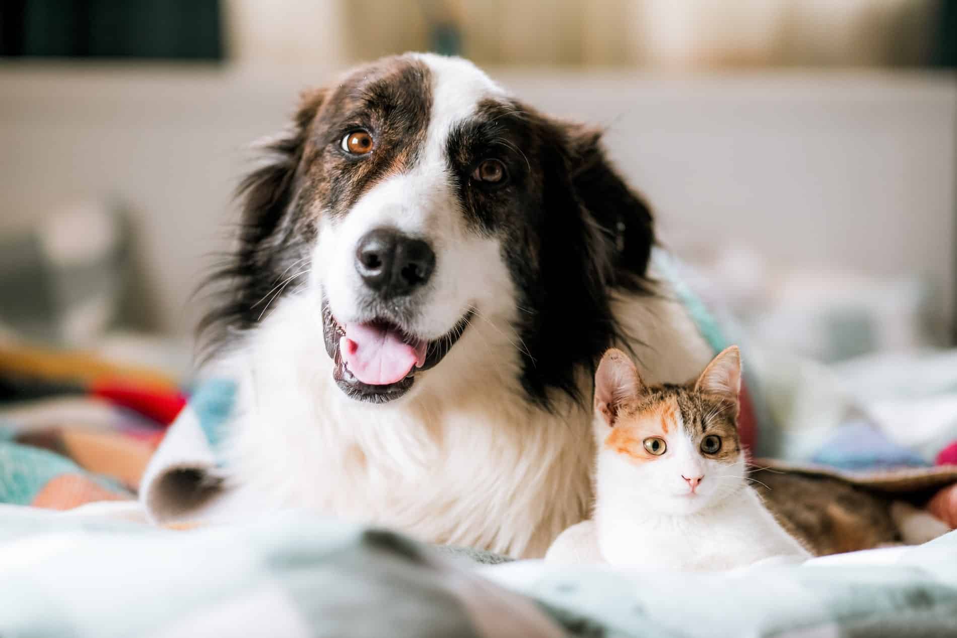 advanced veterinary diagnostics for pets from Magnolia Animal Hospital in Meridianville AL