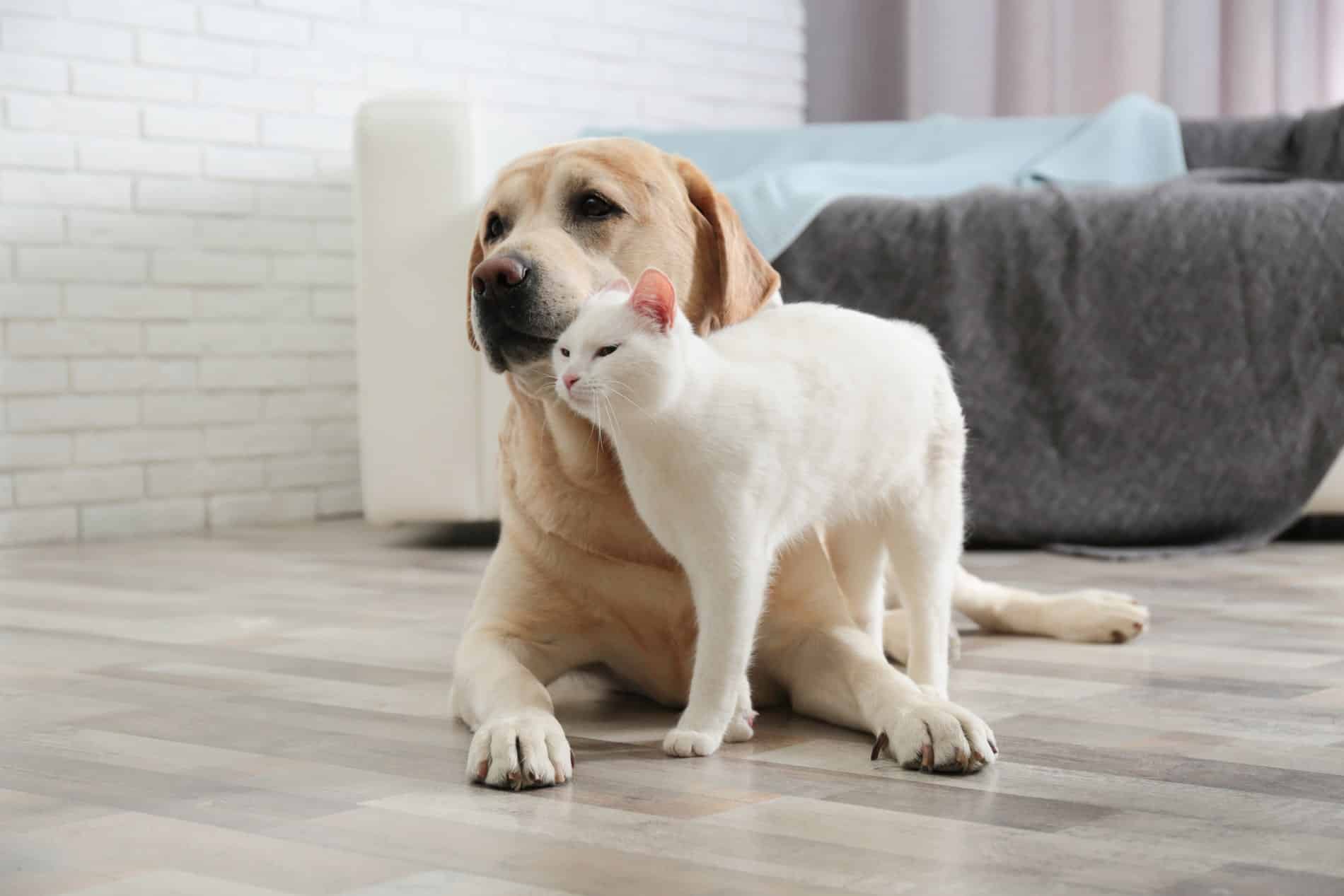Diagnostics2_1900x1267-min learn about your pet's health with advanced veterinary diagnostics from Magnolia Animal Hospital in Meridianville AL