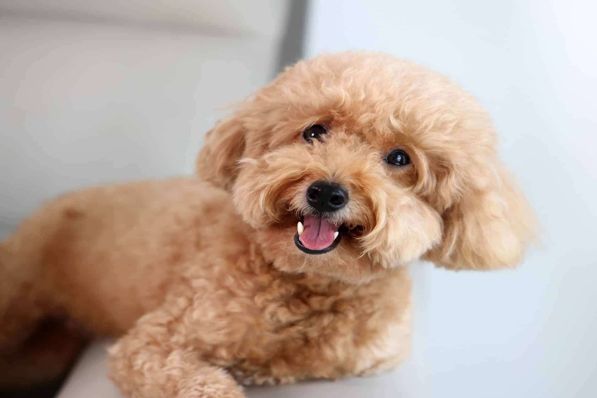 Surgical1_1900x1267-min surgical care for pets from Magnolia Animal Hospital in Meridianville AL