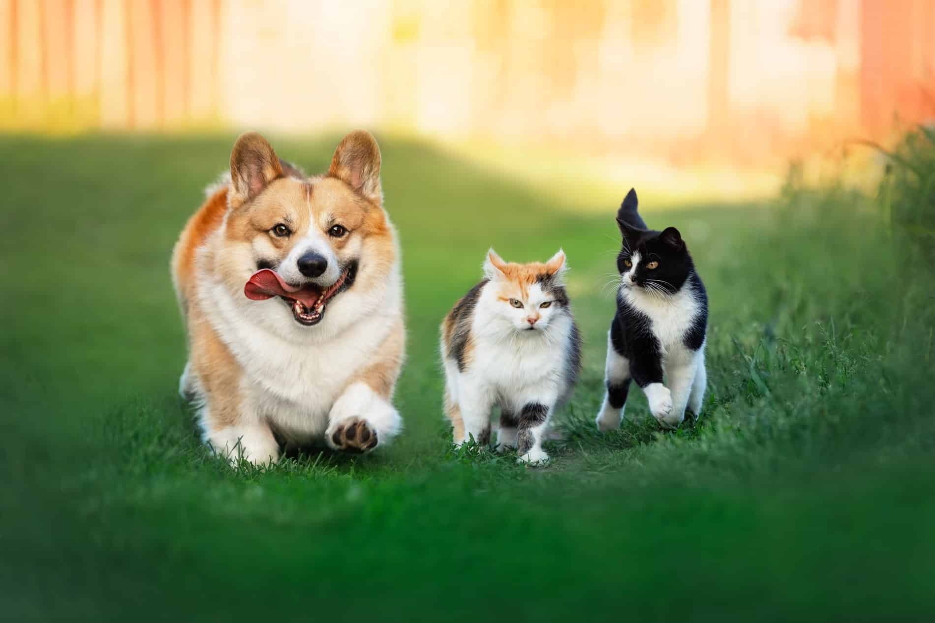 pet surgery from Magnolia Animal Hospital in Meridianville AL