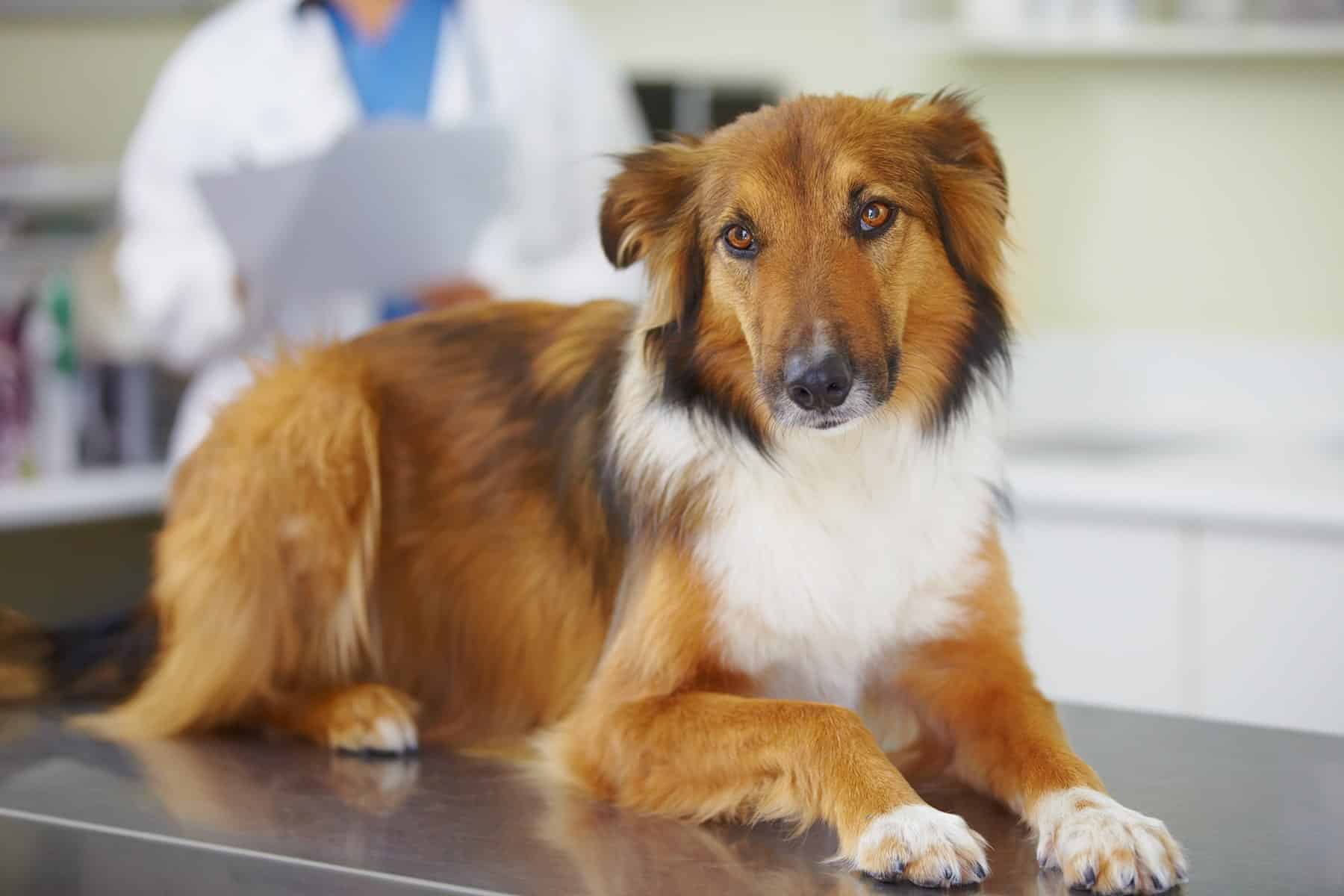 Dog routine check-up in Meridianville, AL