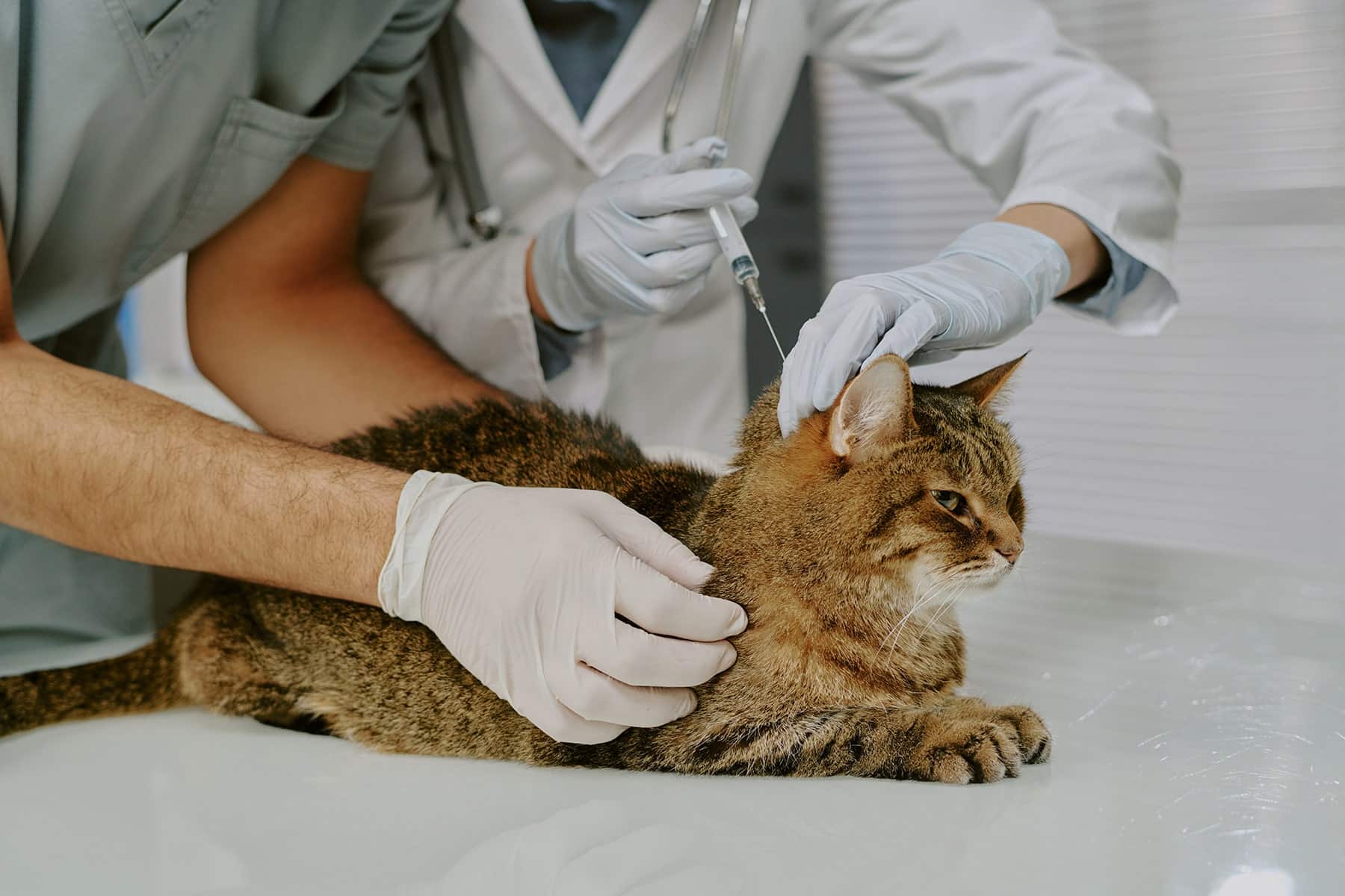 Cat vaccination vet in Meridianville, AL