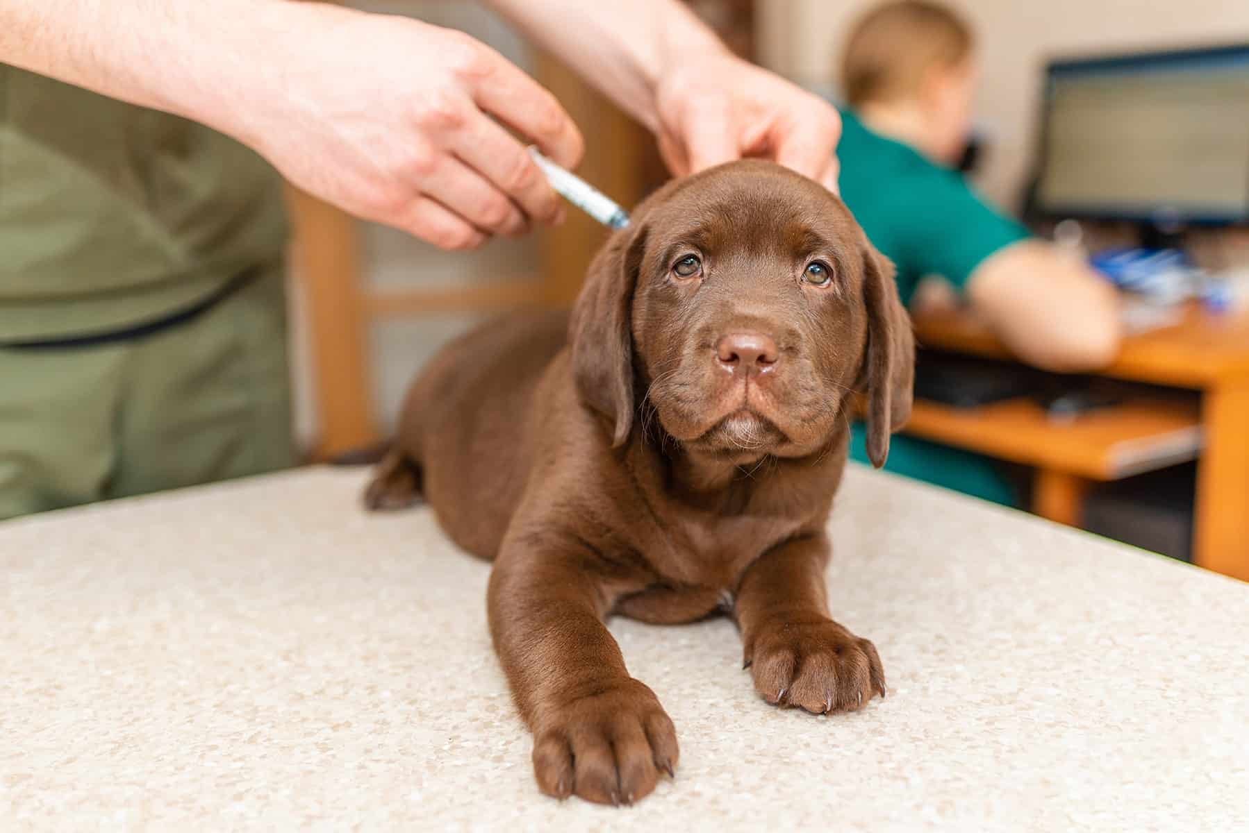 Puppy vaccines in Meridianville, AL