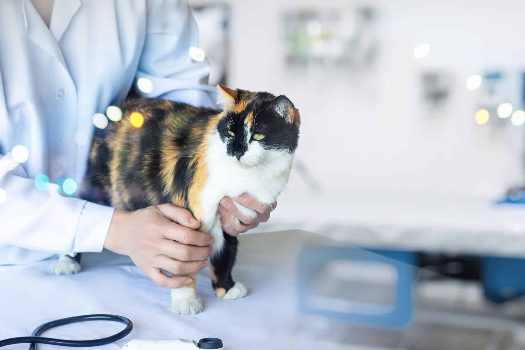 MagnoliaRadiology-min Cat x-rays in Meridianville, AL