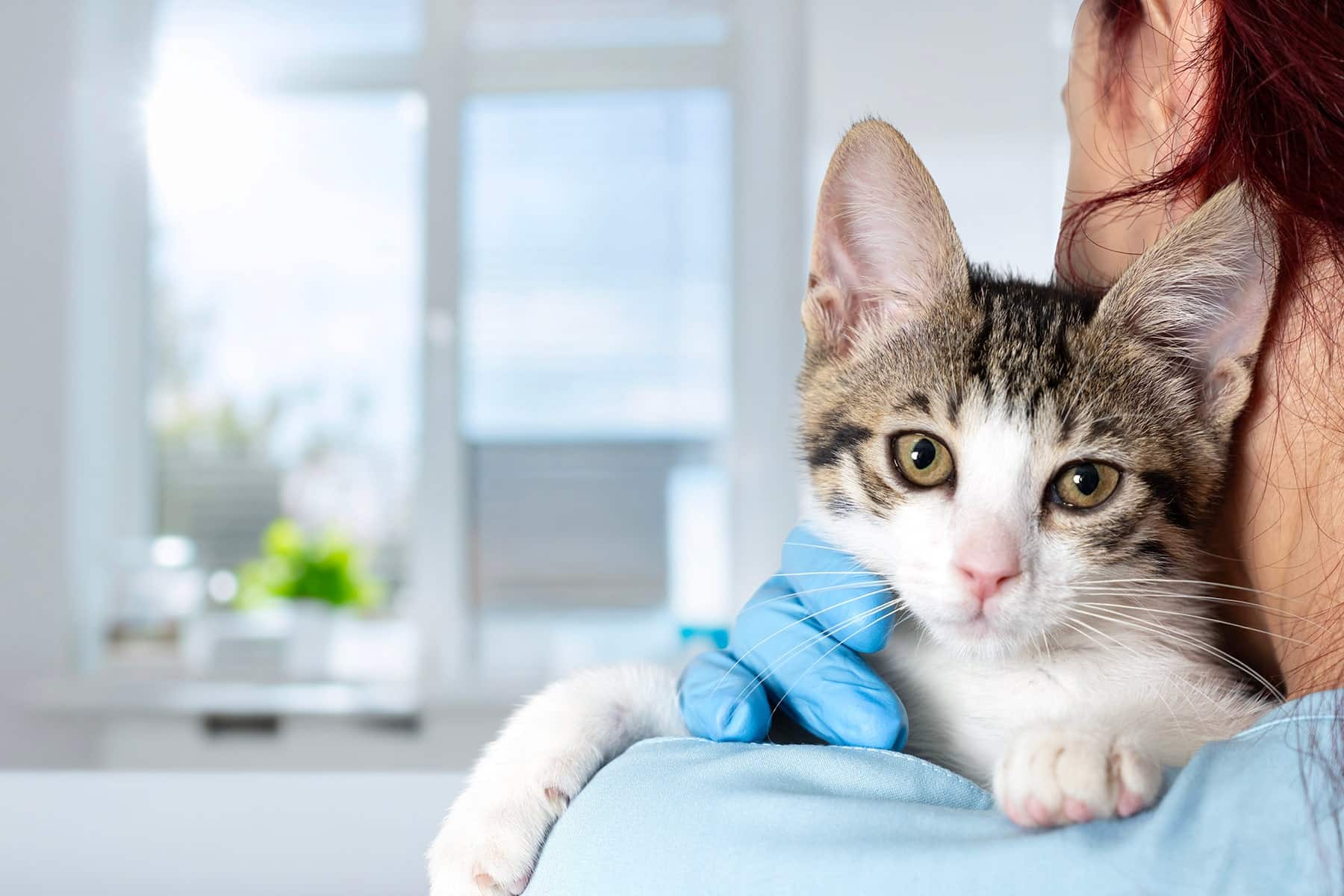 Cat spay and neuter clinic in Meridianville, AL