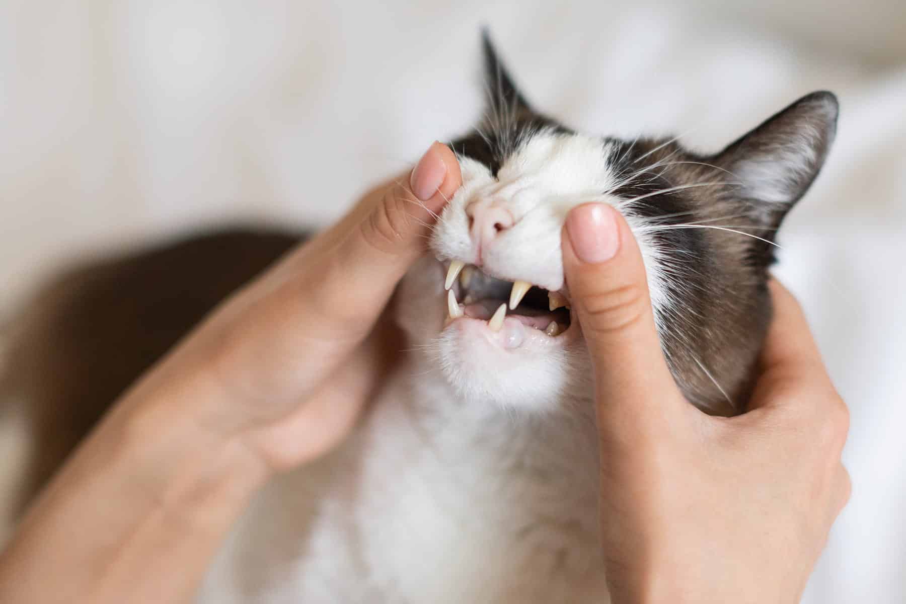 Cat teeth cleaning in Meridianville, AL
