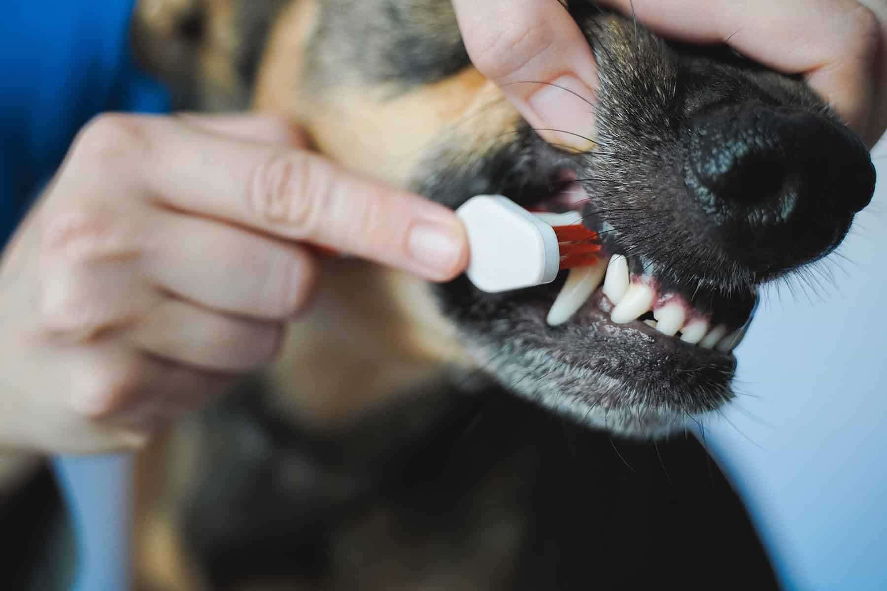 Dog teeth cleaning in Meridianville, AL