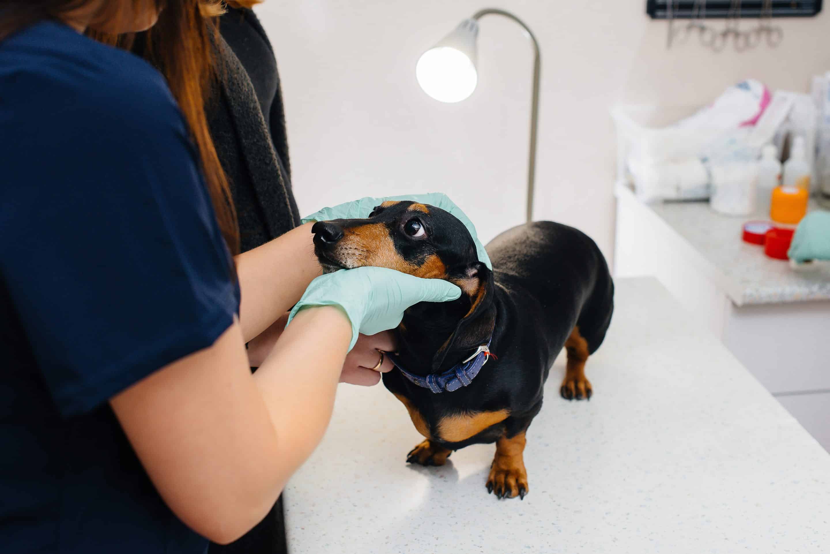 Pet lab tests in Meridianville, AL