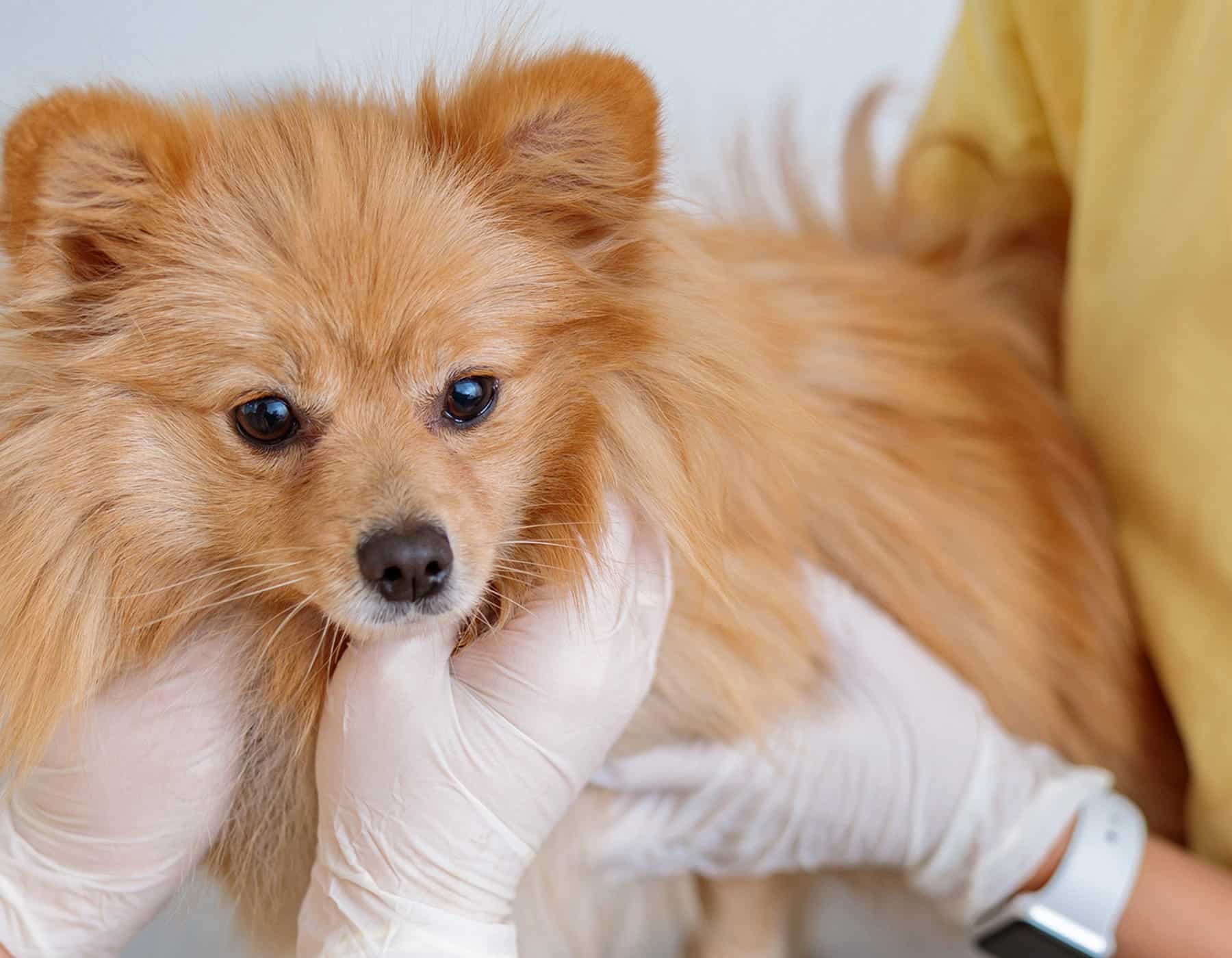 Dog mass removal vet in Meridianville, AL