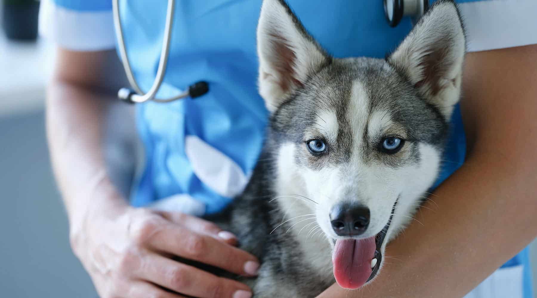 Veterinary mass removal surgery in Meridianville, AL