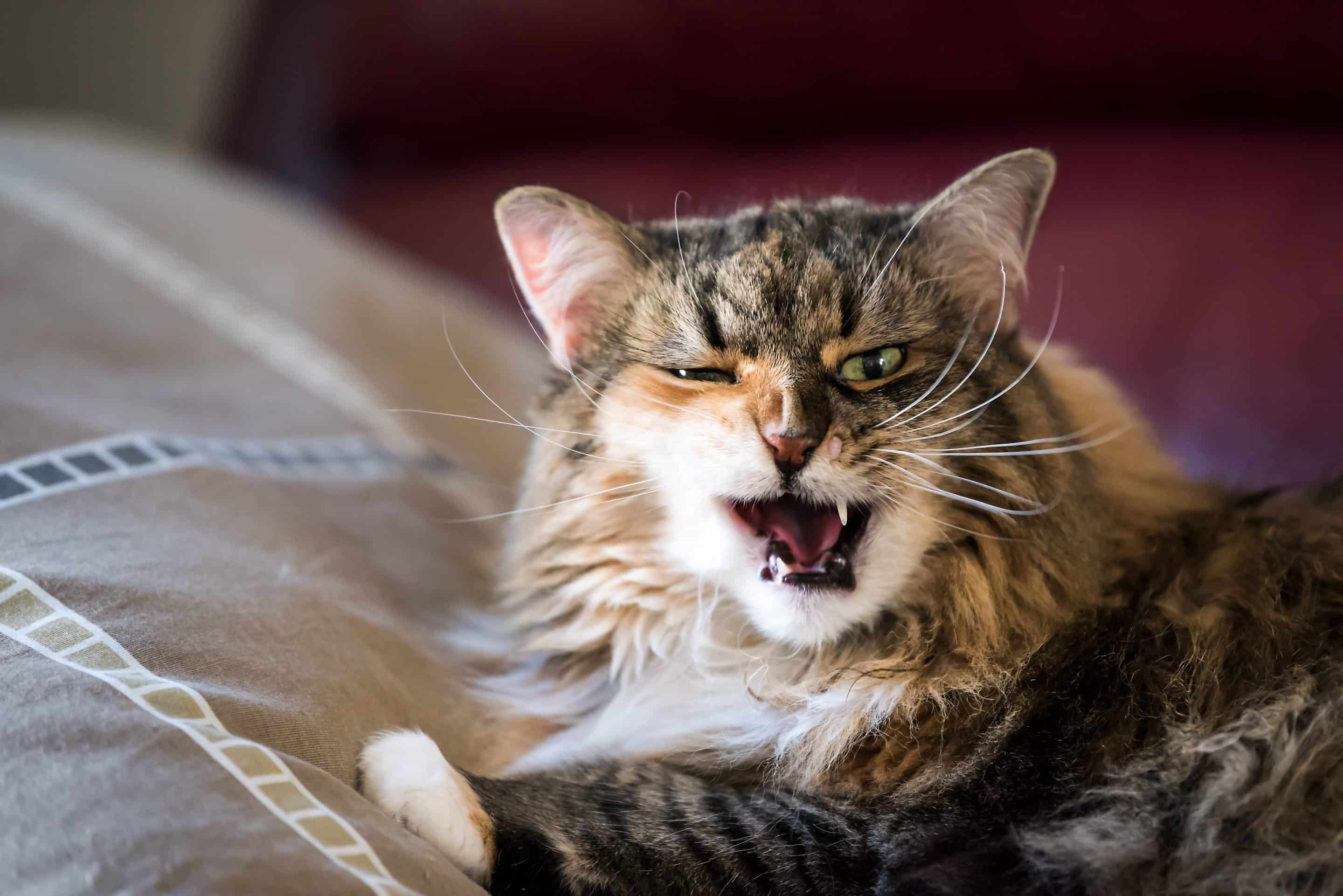 Cat tooth extraction vet in Meridianville, AL