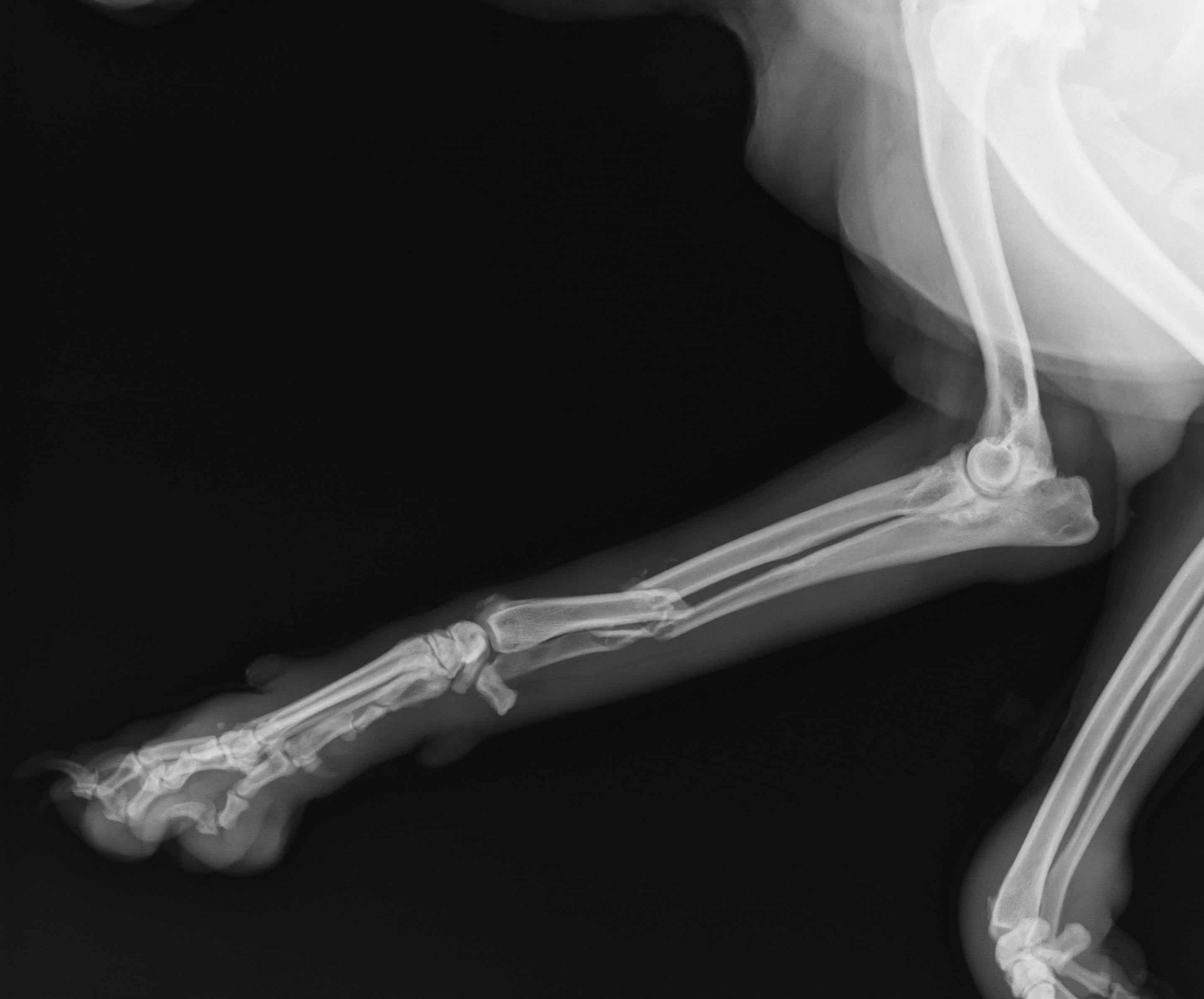 Veterinary orthopedic surgery in Meridianville, AL