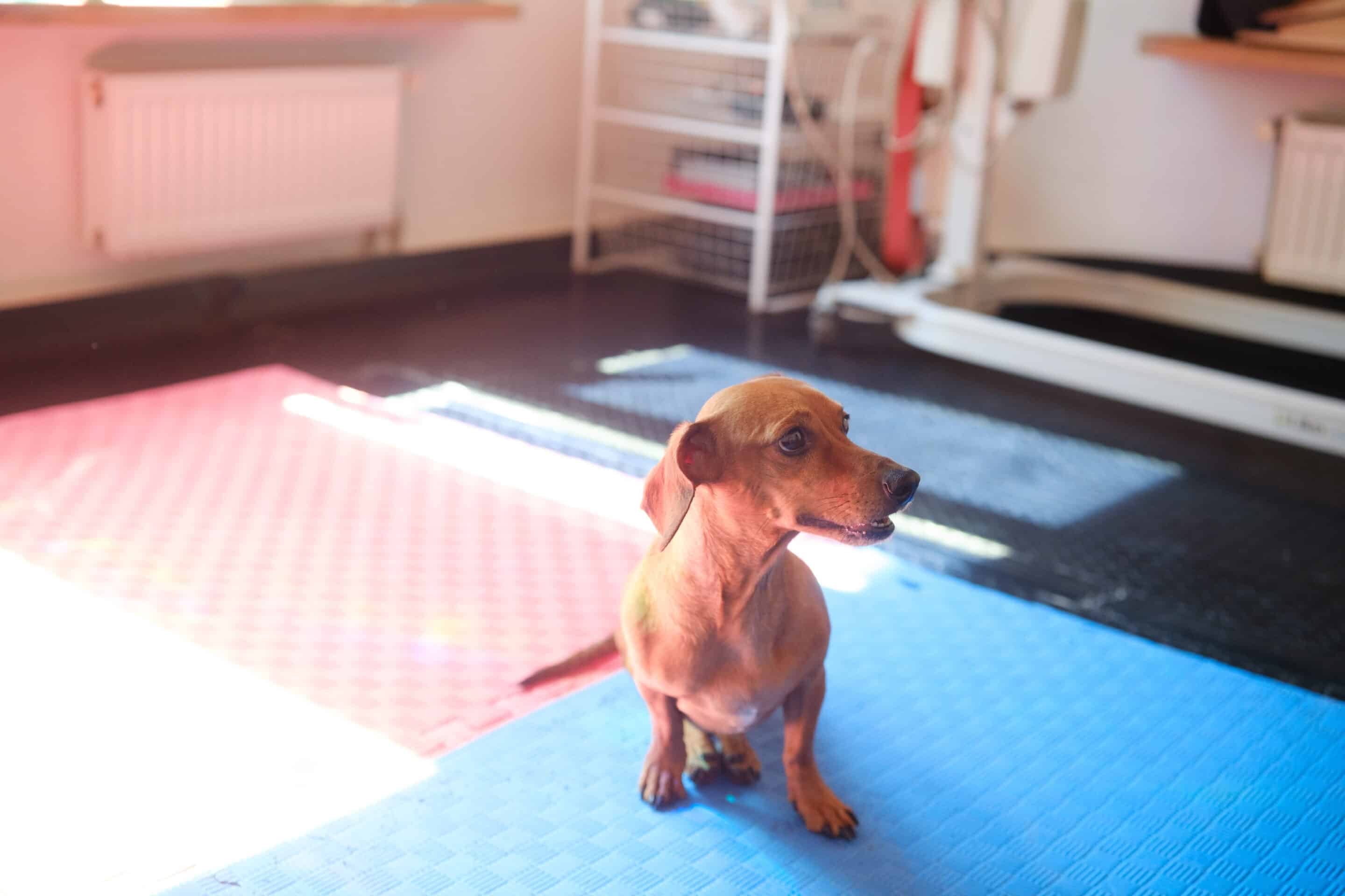 Dog TPLO surgery in Meridianville, AL