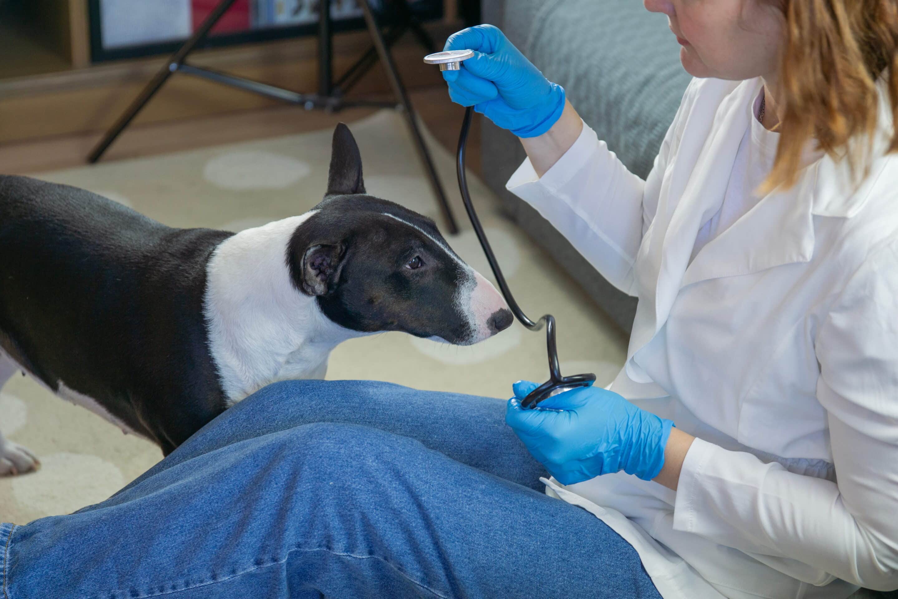 Soft tissue surgeon Vet in Meridianville, AL