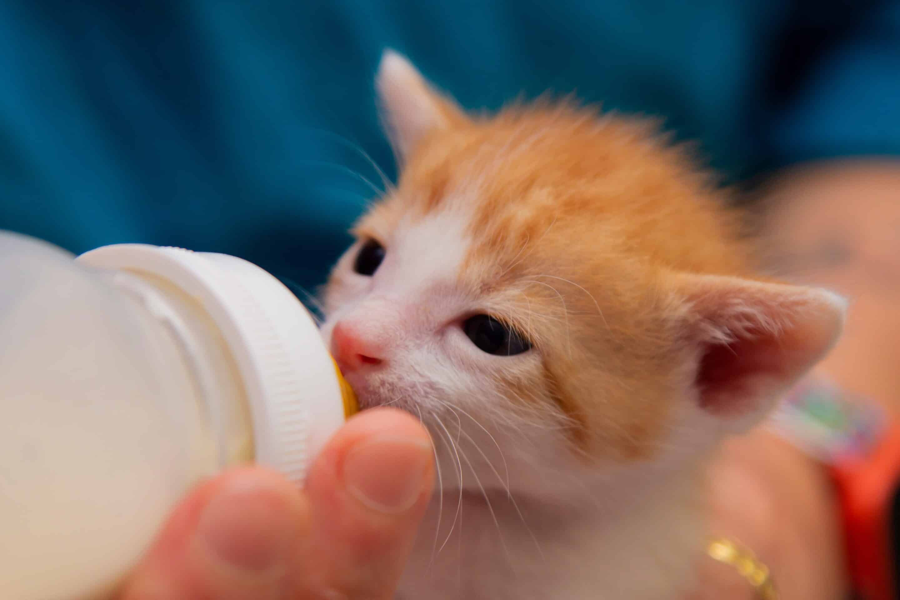 Kitten vet appointment in Meridianville, AL